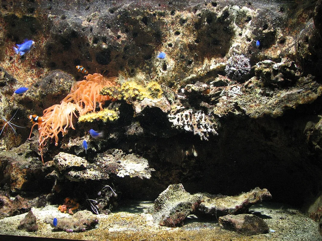 Vibrant clownfish swimming among living sea anemones in the ARTIS Aquarium coral reef