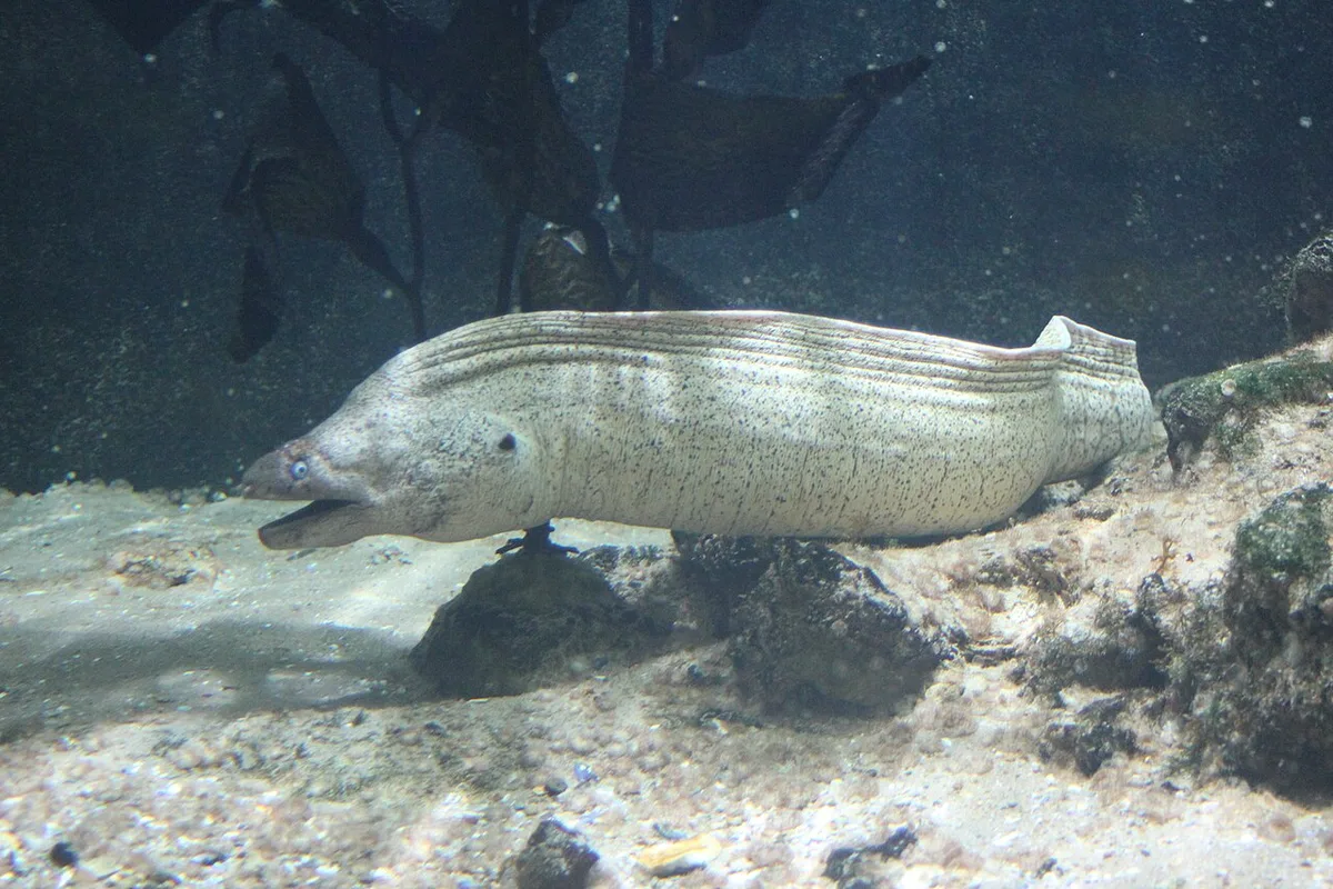 Aquatic life and rich underwater biodiversity in the renewed ARTIS Aquarium