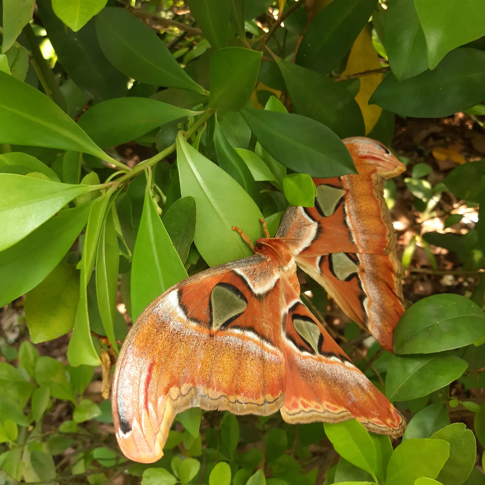 Giant Atlas Moth with spectacular patterned wings in the ARTIS botanical collection