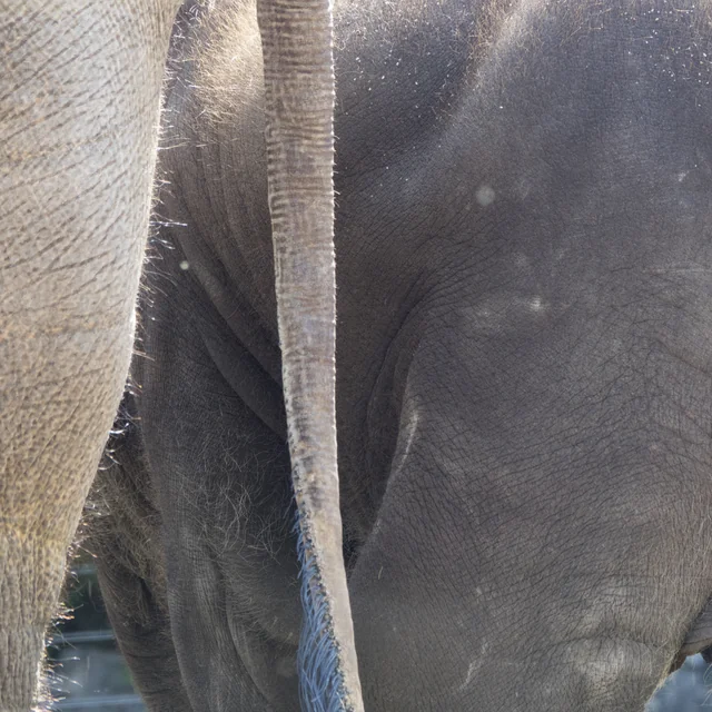 Majestic Asian elephant herd at ARTIS Royal Zoo Amsterdam standing by their bathing pool and naturalistic enclosure